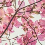 Spring Acrostic Poems