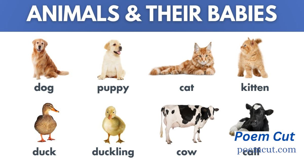 Animal Baby Names